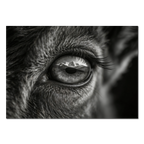 Wolf Eye Reflection – Alu-Dibond wall art showcasing a detailed wolf's eye with mountains in reflection.