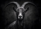 Character of a Goat
