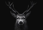 Majesty of a Deer
