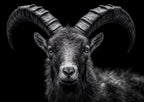Pride of an Alpine Ibex