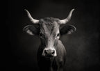 The Charisma of a Cow