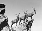 Three Ibex Summit