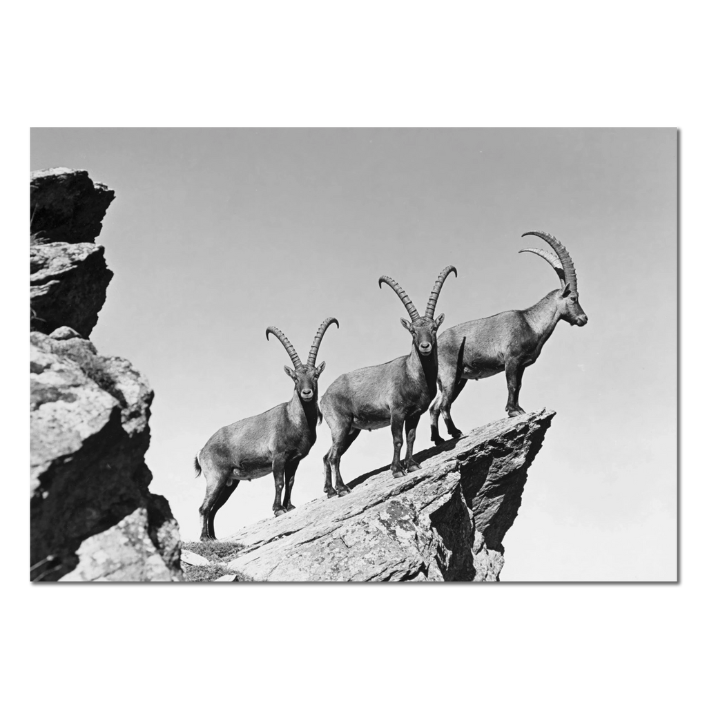 Three Ibex Summit