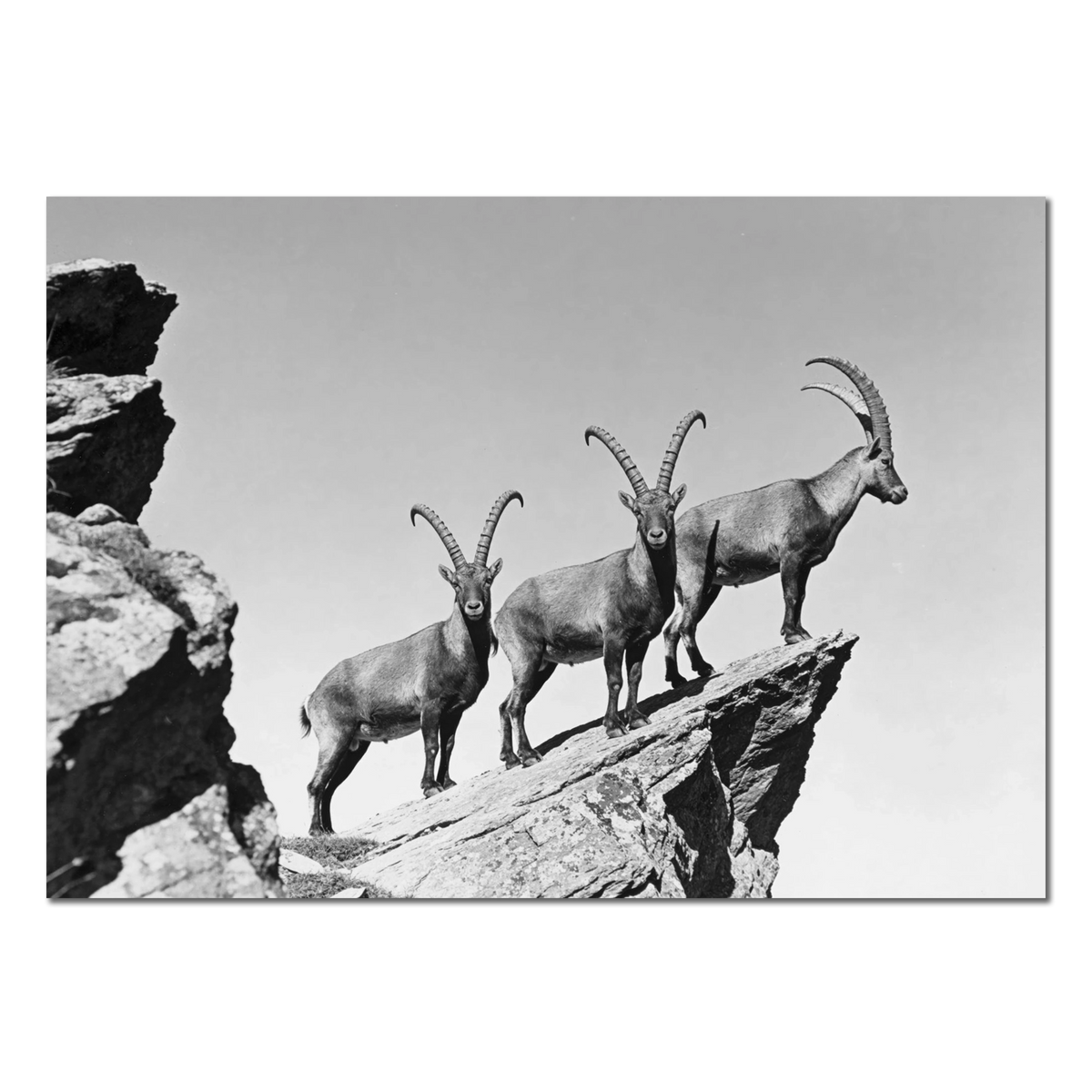 Three Ibex Summit