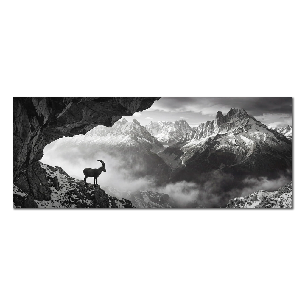 Alpine Ibex Stillness