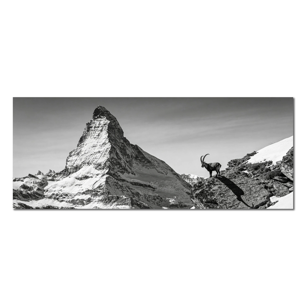 Ibex Before the Matterhorn
