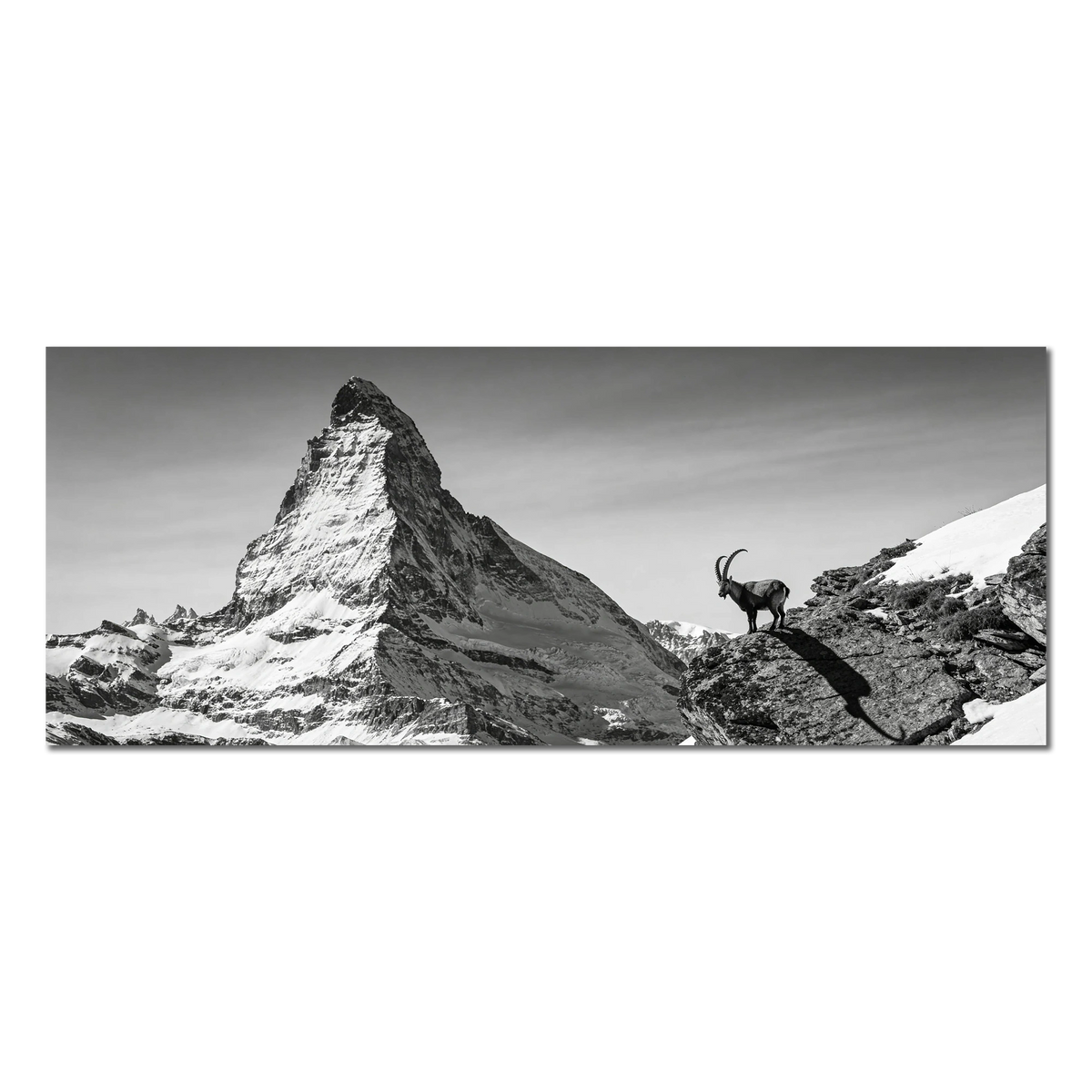 Ibex Before the Matterhorn
