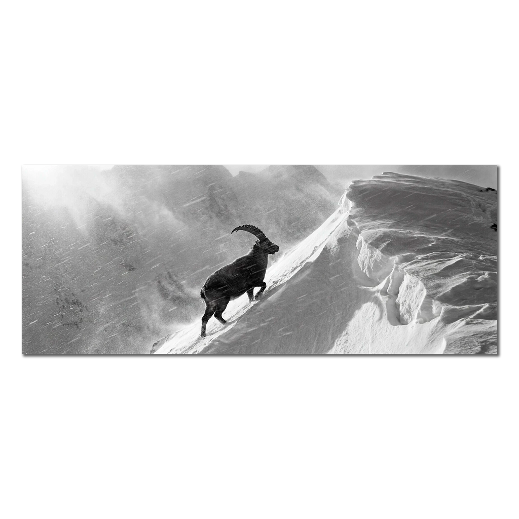Ibex Through the Alpine Storm