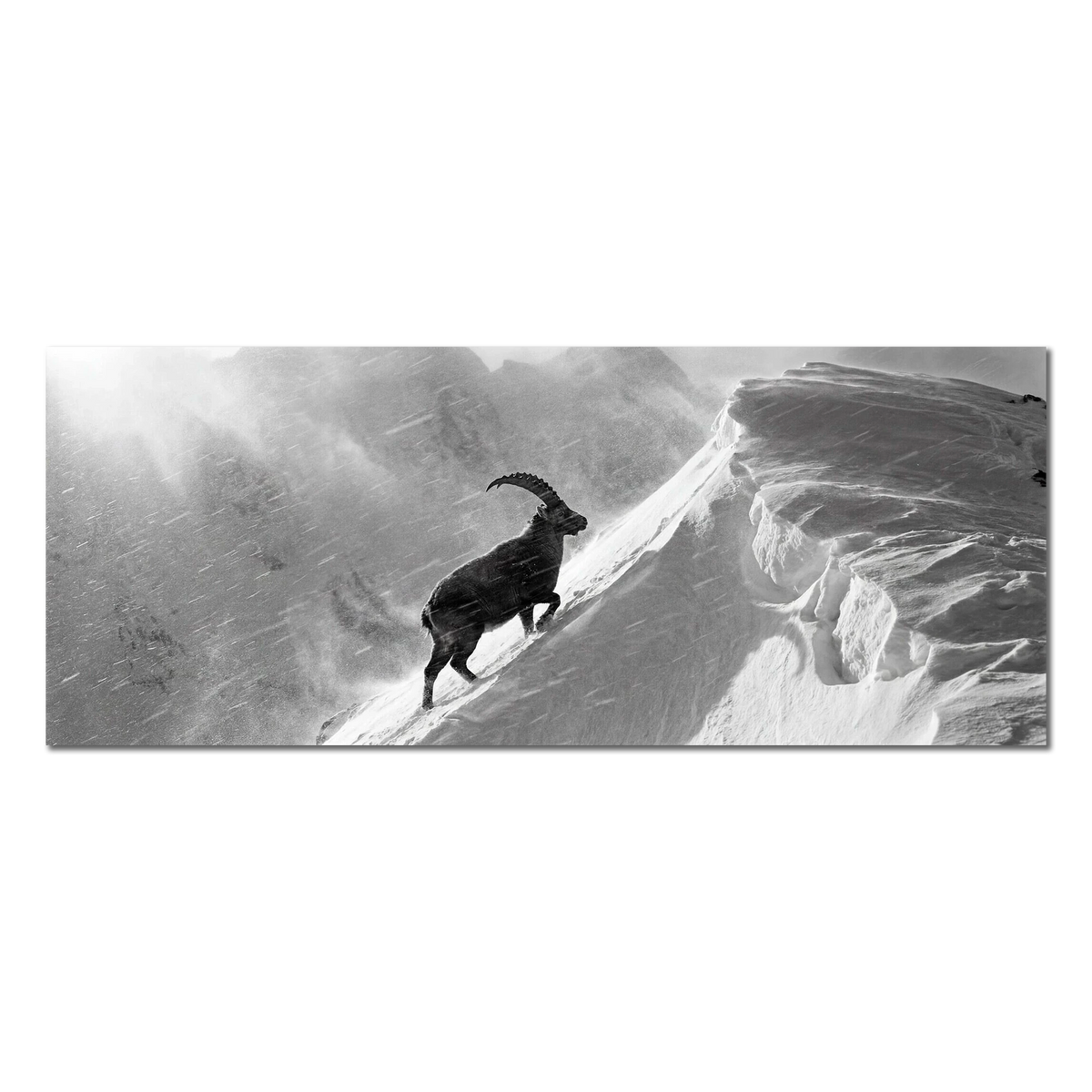 Ibex Through the Alpine Storm