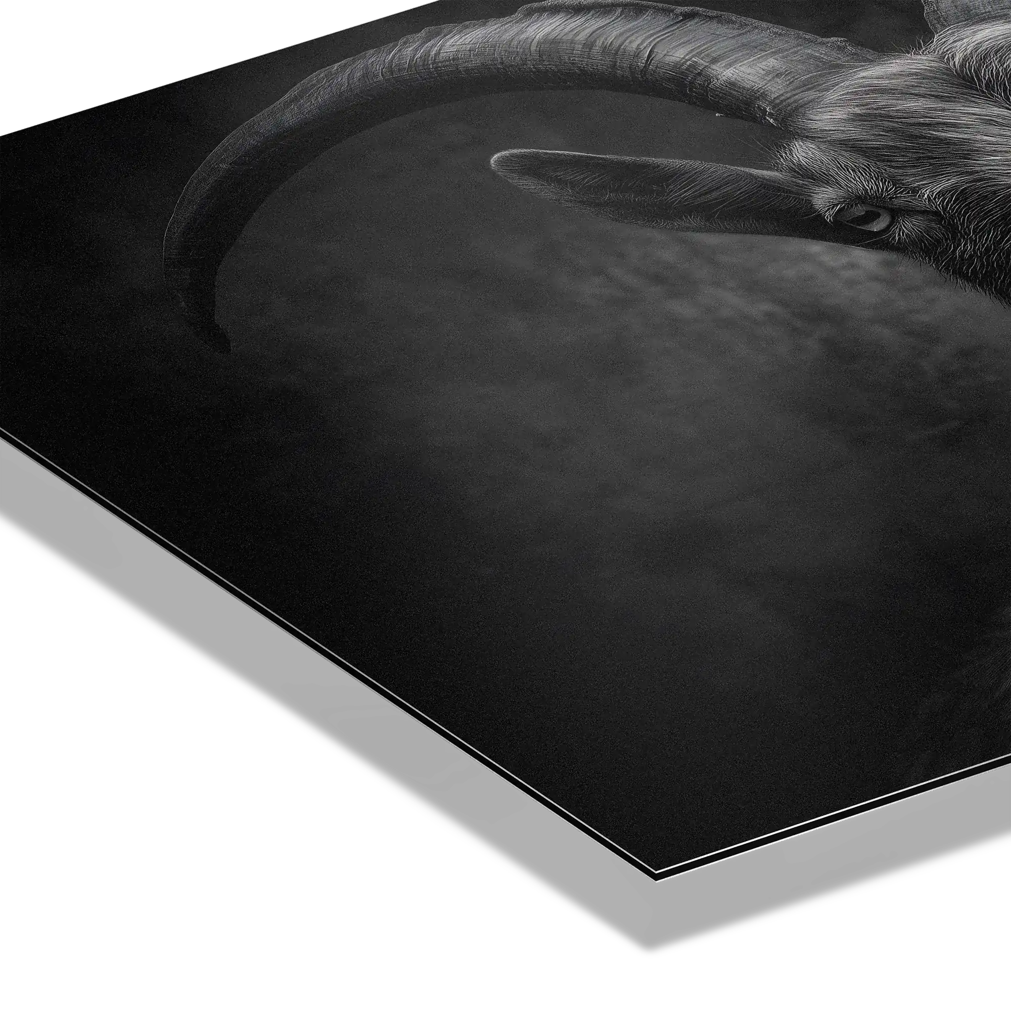Character of a goat - Alu-Dibond wall art showcasing the alpine goat's impressive horns and textured coat.