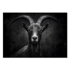 Character of a goat - Alu-Dibond wall art showcasing a confident alpine goat in a striking black and white portrait.