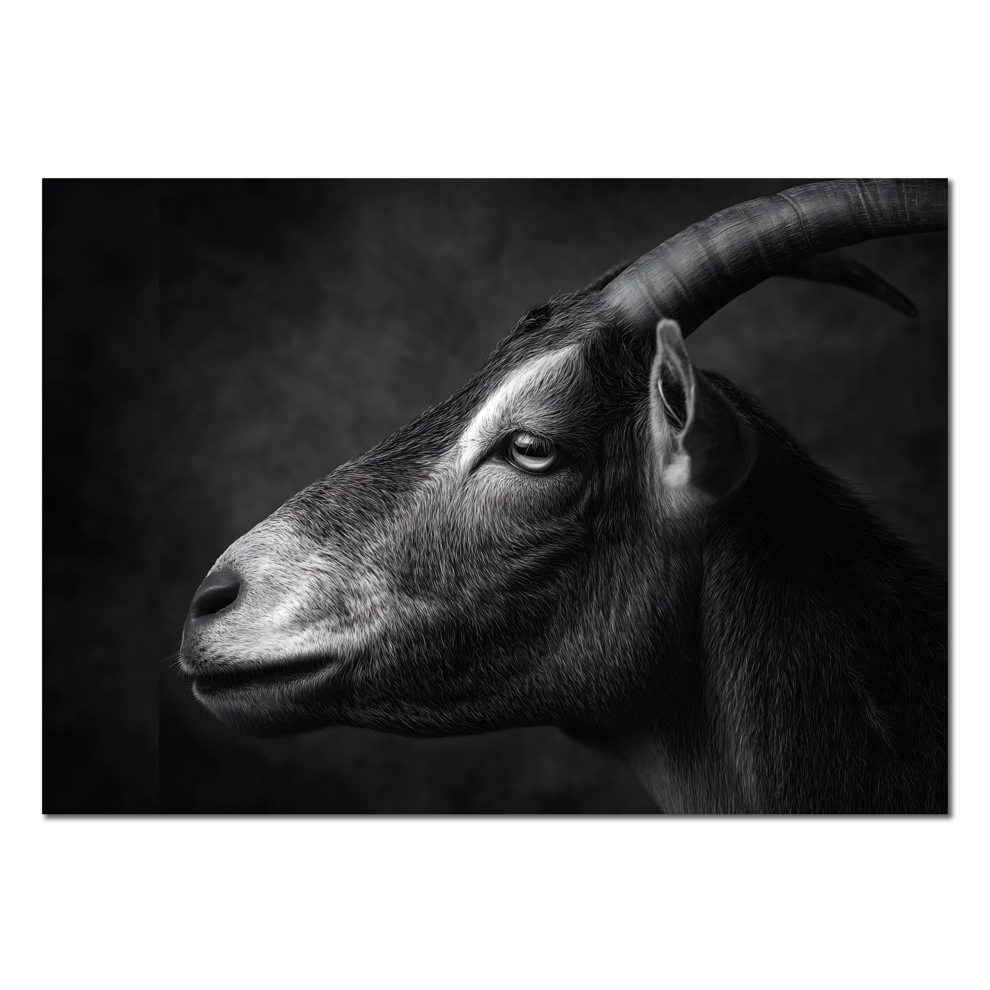 Profile of a goat - Alu-Dibond wall art highlighting the serene profile of an alpine goat.