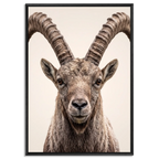 The Ibex Regent