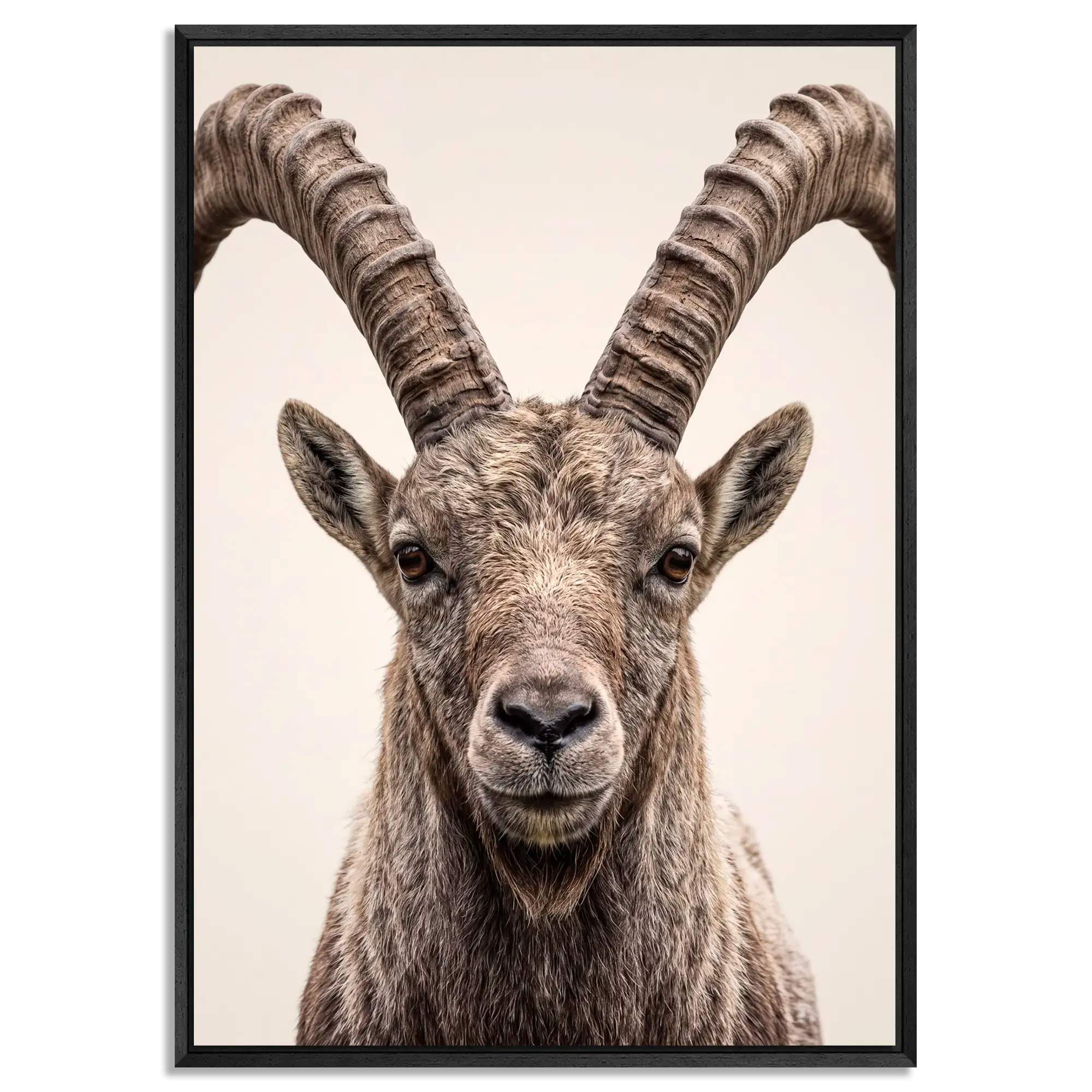 The Ibex Regent