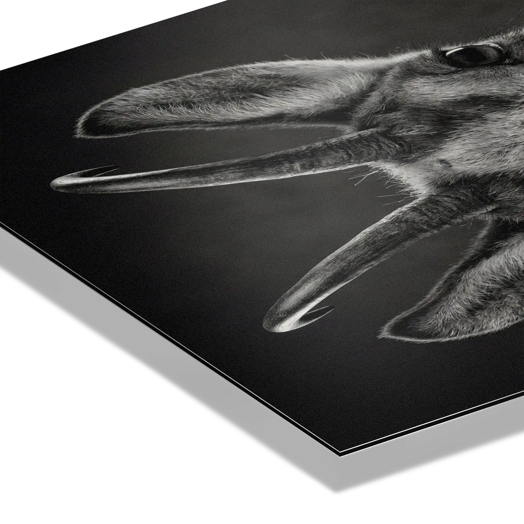 Serenity of a Chamois artwork detail showcasing the Alpine chamois on premium Alu-Dibond.