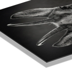 Serenity of a Chamois artwork detail showcasing the Alpine chamois on premium Alu-Dibond.