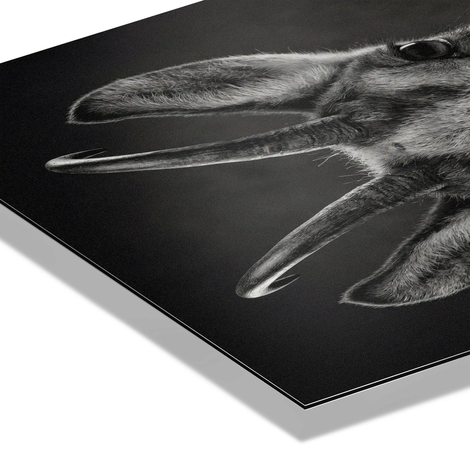 Serenity of a Chamois artwork detail showcasing the Alpine chamois on premium Alu-Dibond.