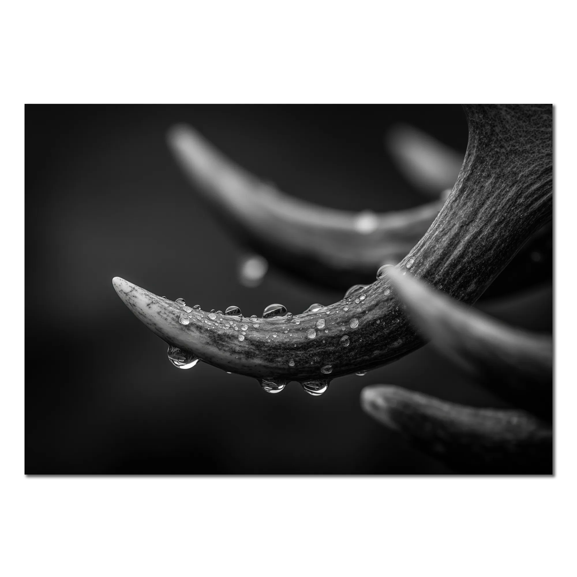 Antlers in Rain – Alu-Dibond wall art featuring detailed antlers with rain droplets on a matte surface.