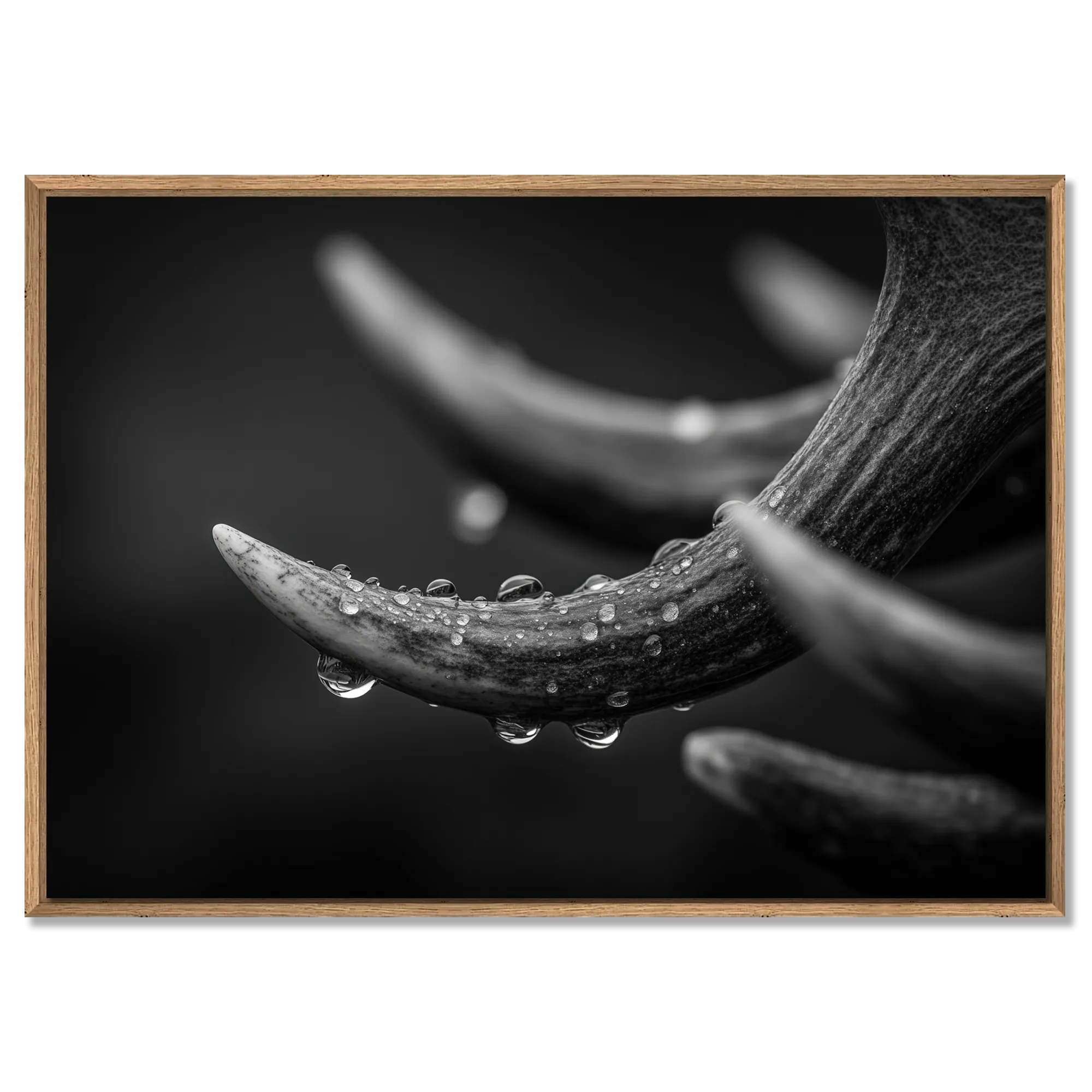 Antlers in Rain – Alu-Dibond wall art featuring textured deer antlers with water droplets, conveying natural strength.