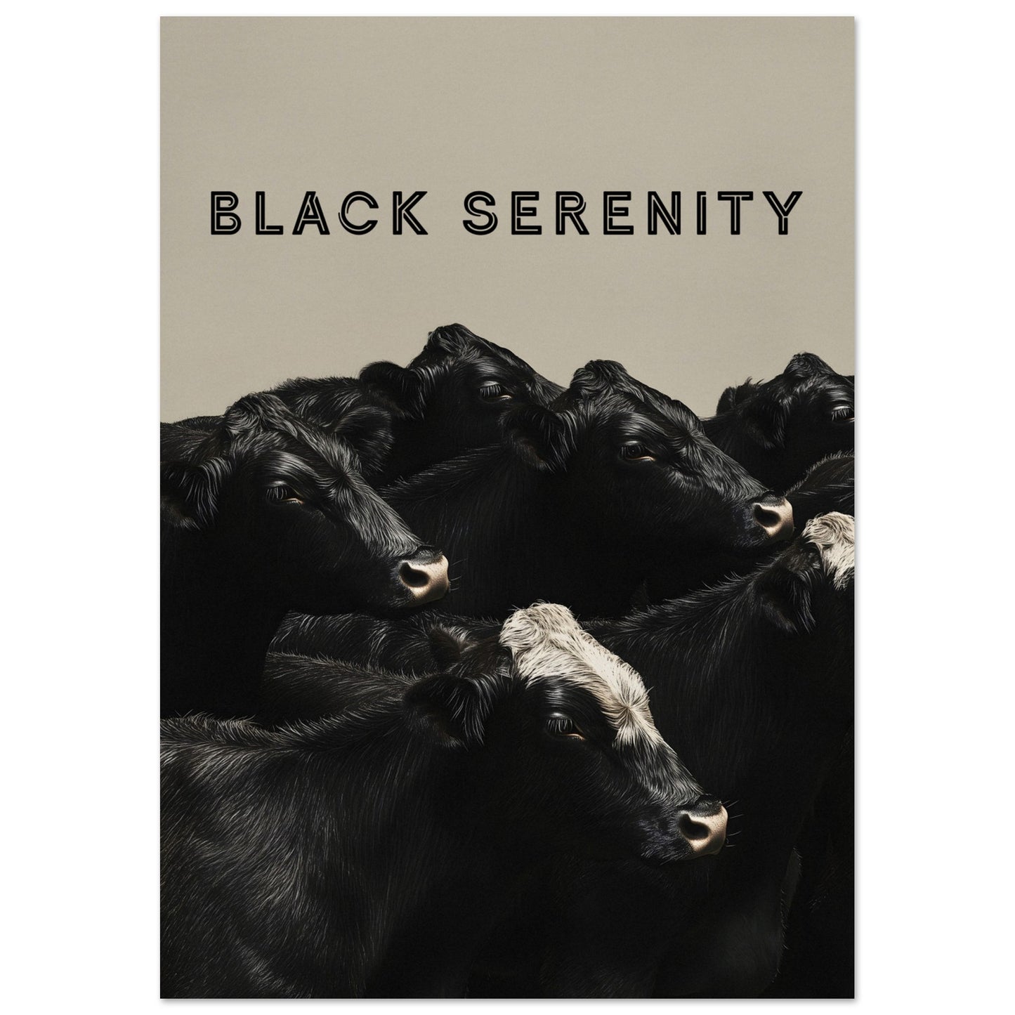 This image showcases a serene group of black cows, with one cow featuring a distinctive white marking on its head. The title "BLACK SERENITY" is prominently displayed at the top, emphasizing the calm and peaceful nature of the scene.