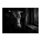 Limited Alpine Animal Posters – 70×100 cm featuring a striking black and white portrait of a cow.