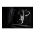 Limited Alpine Animal Posters – 70×100 cm featuring a capture of a cow in a rustic setting.