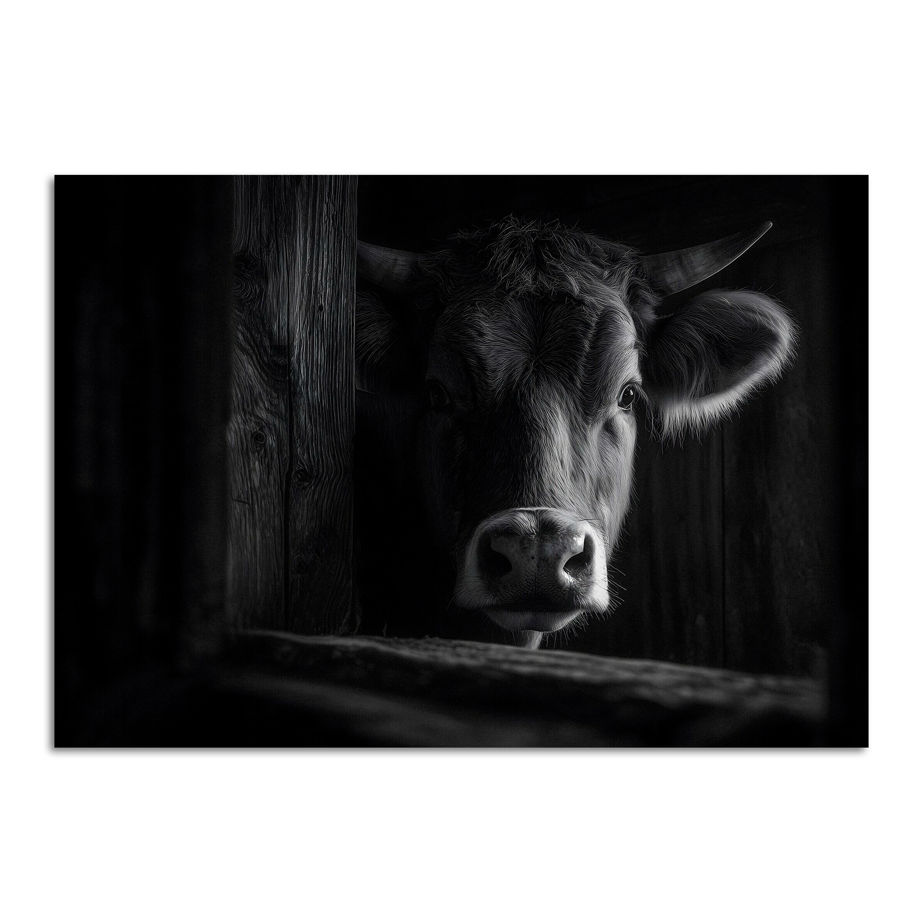 Limited Alpine Animal Posters – 70×100 cm featuring a capture of a cow in a rustic setting.