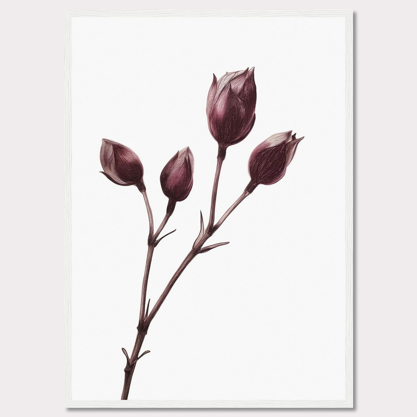 This image displays a minimalist botanical illustration of a plant with five closed flower buds, captured in a delicate and detailed manner. The artwork is framed in a simple black frame, accentuating the elegance of the drawing.