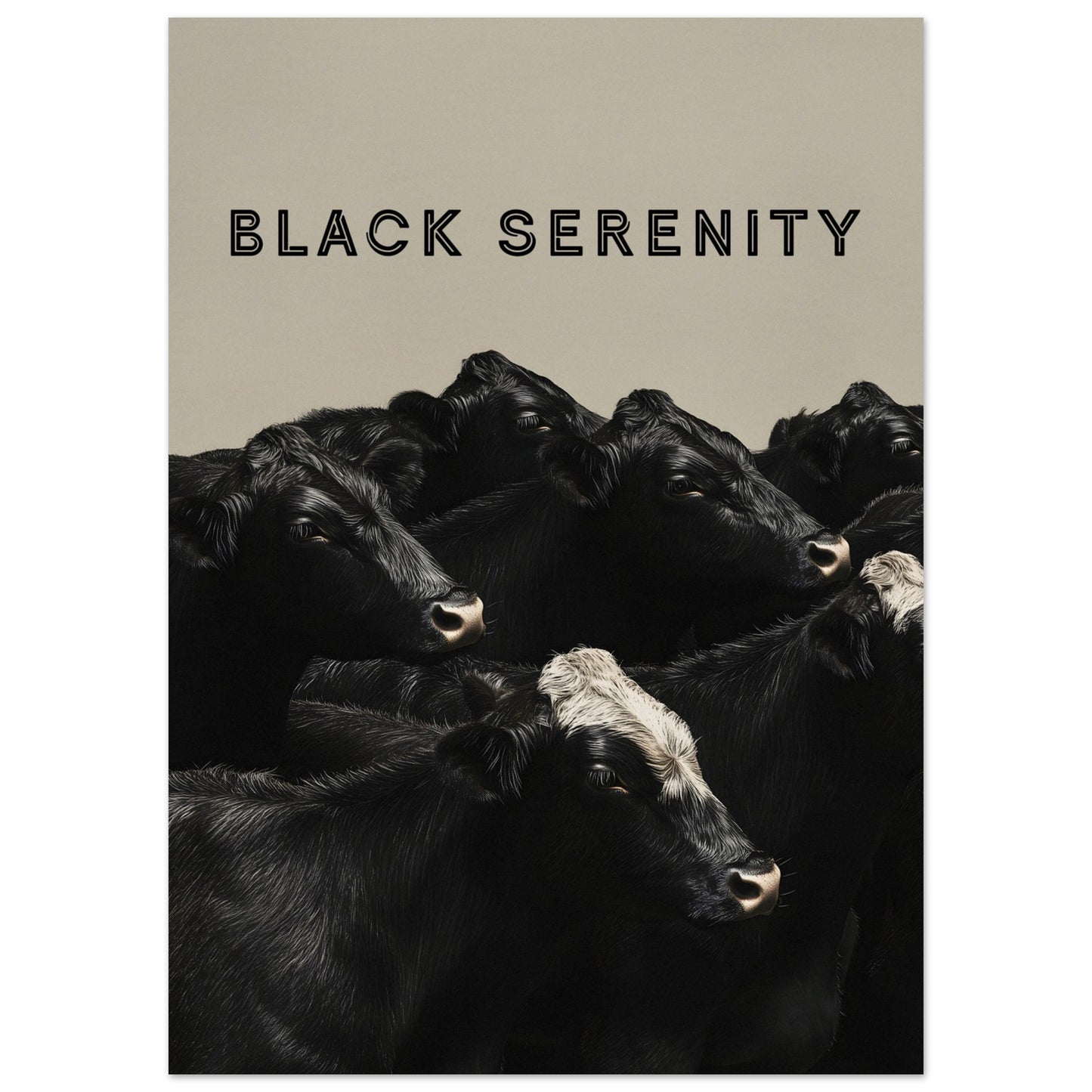 This image showcases a serene group of black cows, with one cow featuring a distinctive white marking on its head. The title "BLACK SERENITY" is prominently displayed at the top, emphasizing the calm and peaceful nature of the scene.