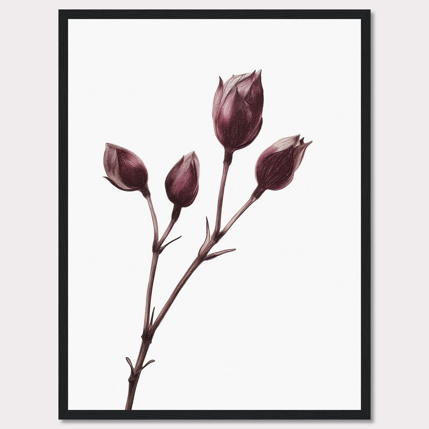 This image displays a minimalist botanical illustration of a plant with five closed flower buds, captured in a delicate and detailed manner. The artwork is framed in a simple black frame, accentuating the elegance of the drawing.