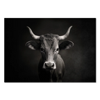 The charisma of a cow - Alu-Dibond wall art featuring a majestic mountain cow in black and white.