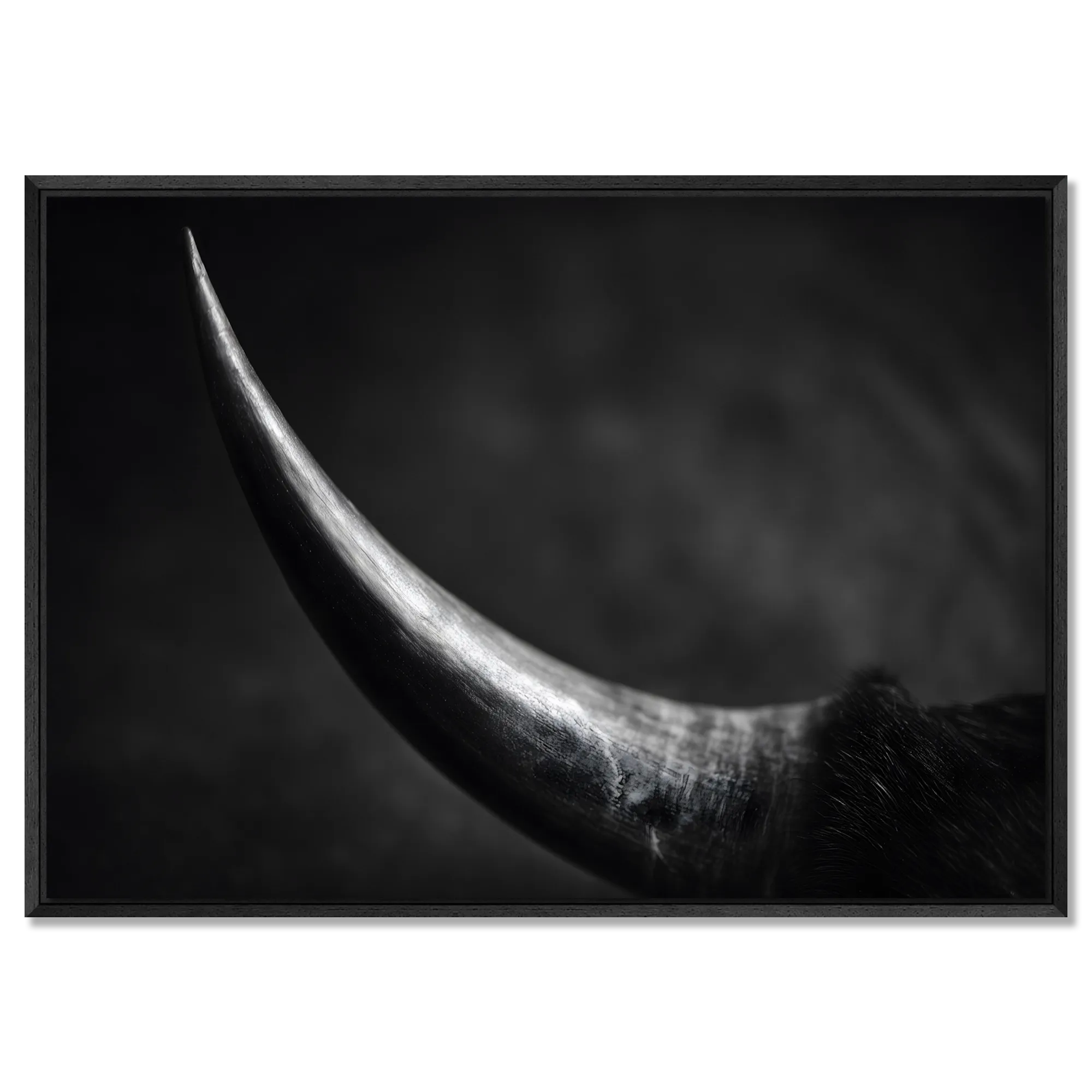 Curve of a Bull – Alu-Dibond wall art showcasing a bull's horn in elegant black and white.
