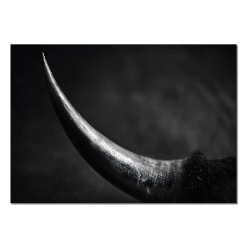 Curve of a Bull – Alu-Dibond wall art capturing the elegant curve of a bull's horn in fine art quality.