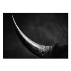 Curve of a Bull – Alu-Dibond wall art capturing the elegant curve of a bull's horn in fine art quality.