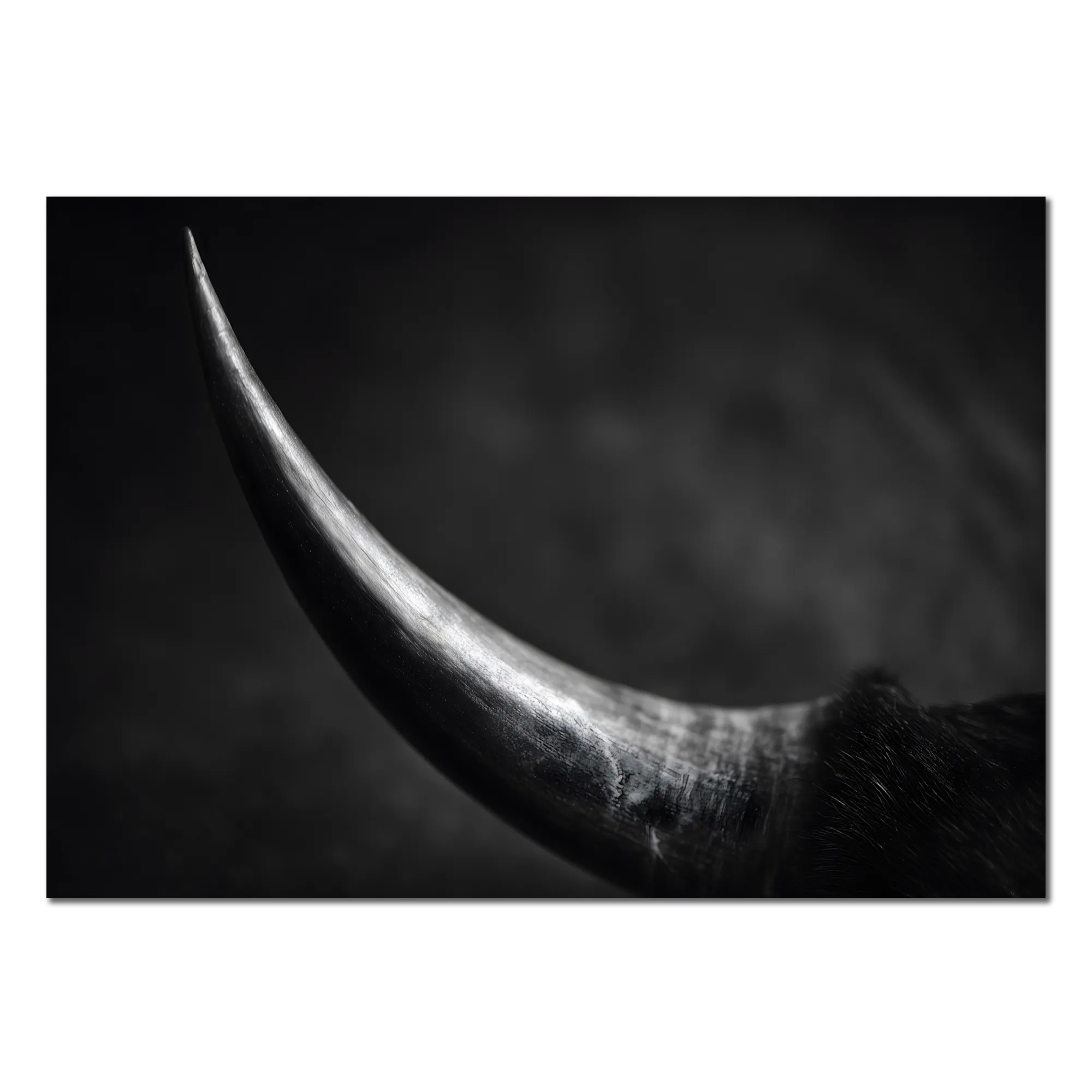 Curve of a Bull – Alu-Dibond wall art capturing the elegant curve of a bull's horn in fine art quality.