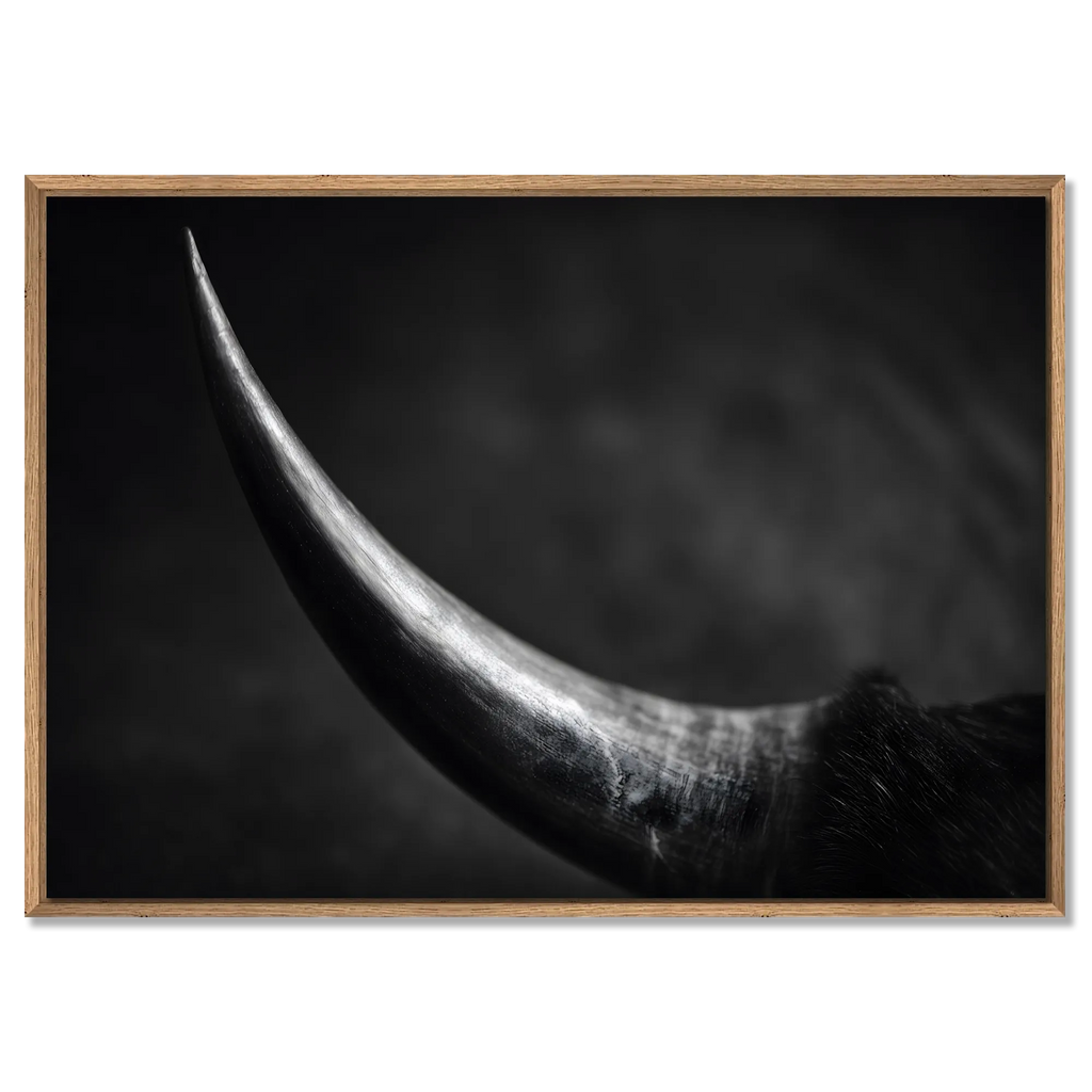 Curve of a Bull – Alu-Dibond wall art showcasing the elegant curve of a bull's horn in fine art quality.