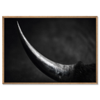 Curve of a Bull – Alu-Dibond wall art showcasing the elegant curve of a bull's horn in fine art quality.