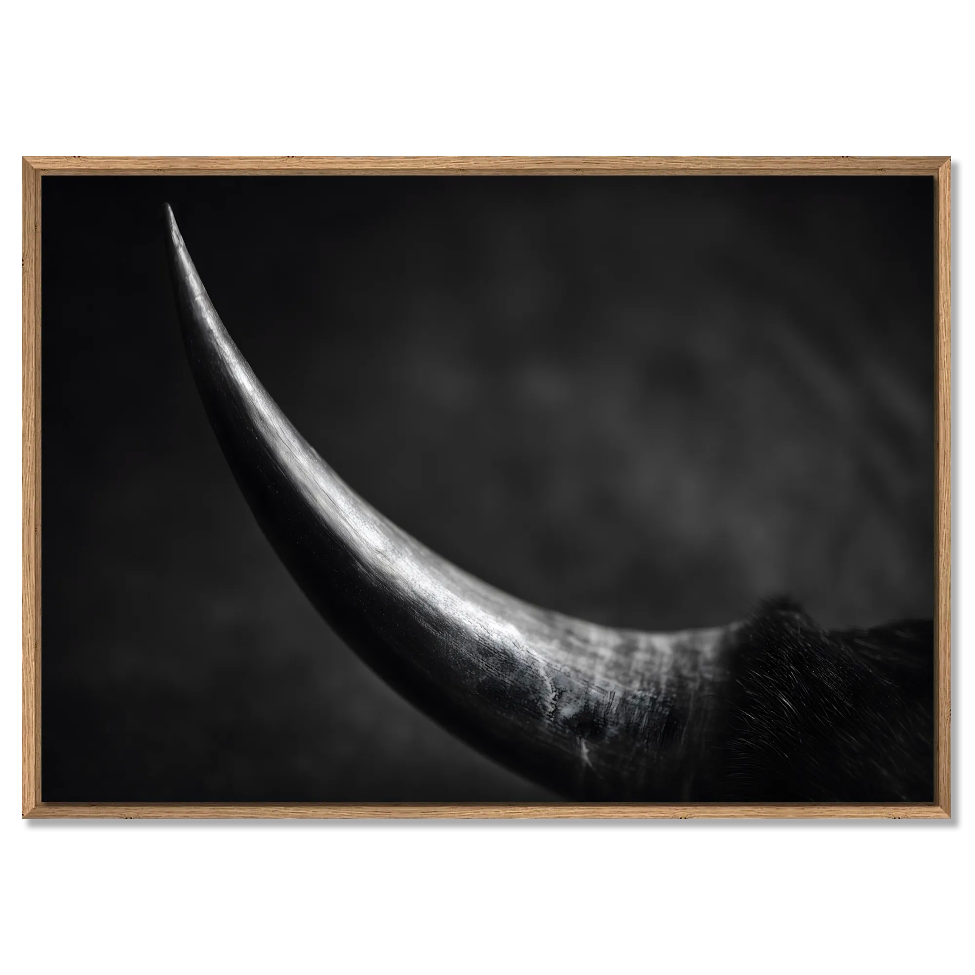 Curve of a Bull – Alu-Dibond wall art showcasing the elegant curve of a bull's horn in fine art quality.