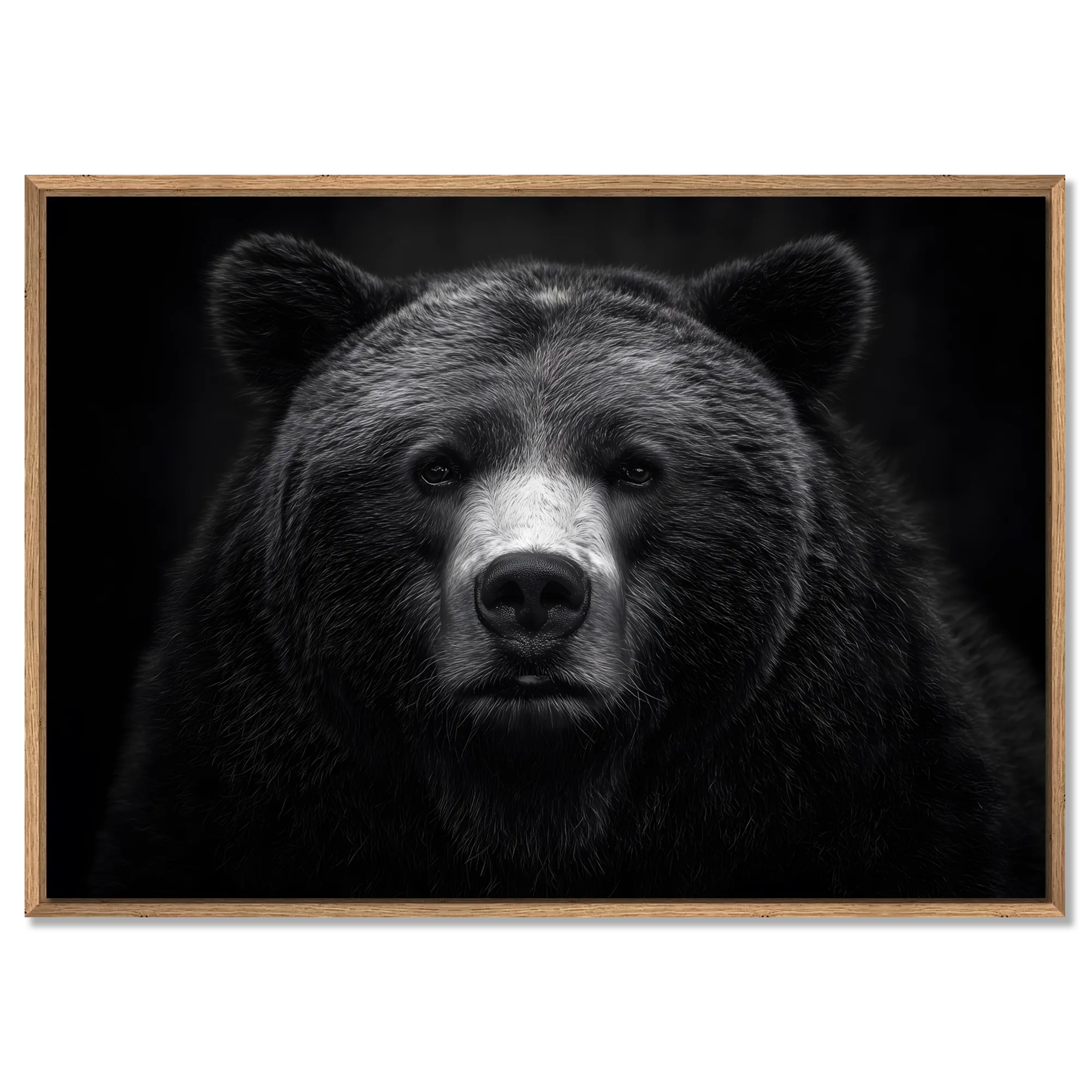Dignity of a bear - Alu-Dibond wall art featuring a powerful bear portrait in black and white with a wooden frame.