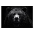 Dignity of a bear - Alu-Dibond wall art featuring a powerful bear with detailed fur and deep gaze.