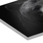 Dignity of a bear - Alu-Dibond wall art featuring detailed fur textures and calm gaze.