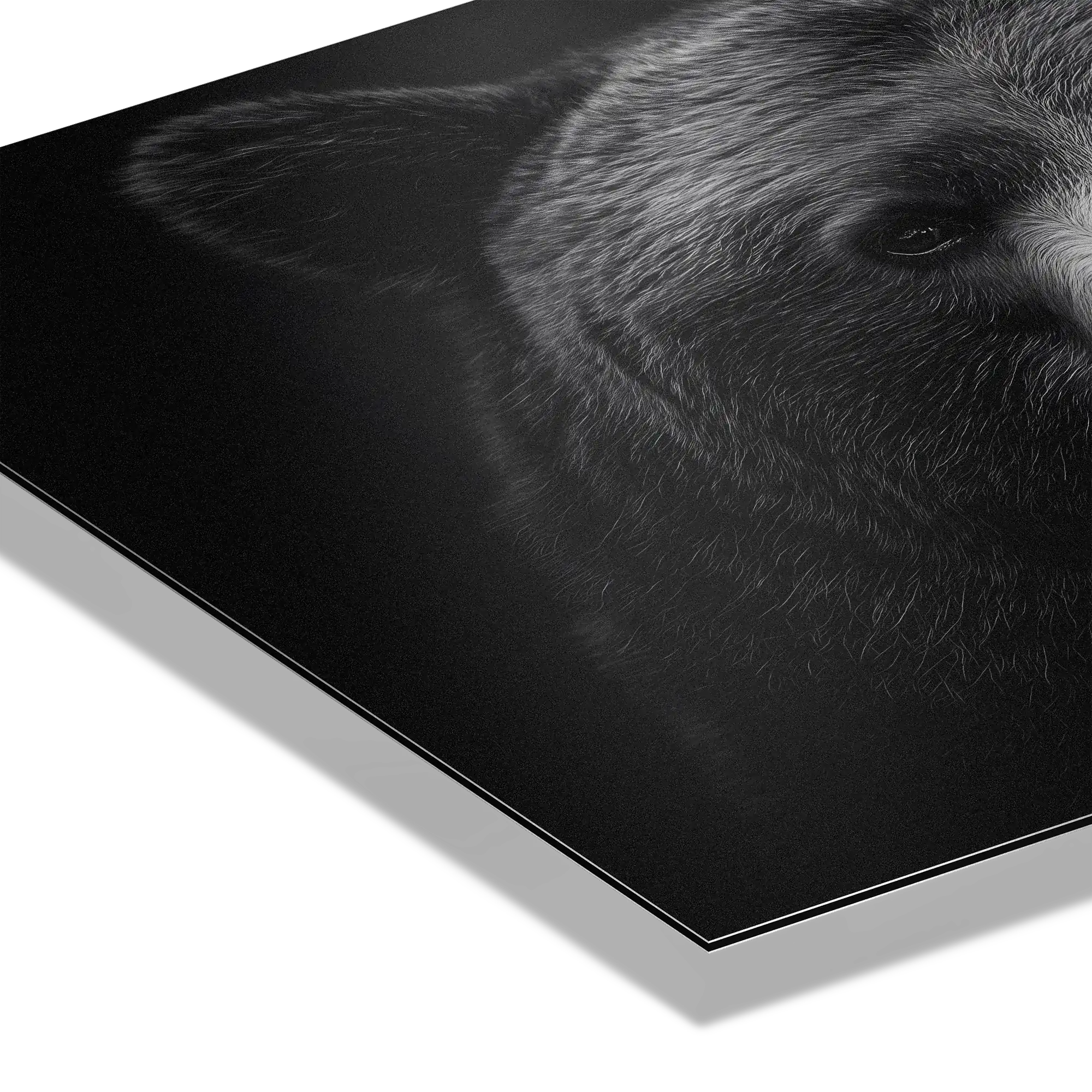 Dignity of a bear - Alu-Dibond wall art featuring detailed fur textures and calm gaze.