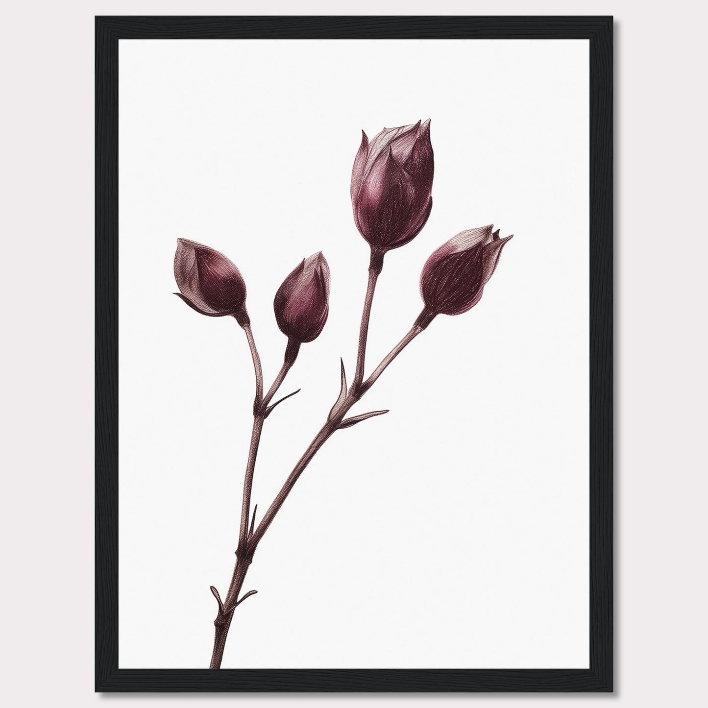 This image displays a minimalist botanical illustration of a plant with five closed flower buds, captured in a delicate and detailed manner. The artwork is framed in a simple black frame, accentuating the elegance of the drawing.