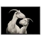Elegance of goats - Alu-Dibond wall art featuring two alpine goats in a tender moment of connection.