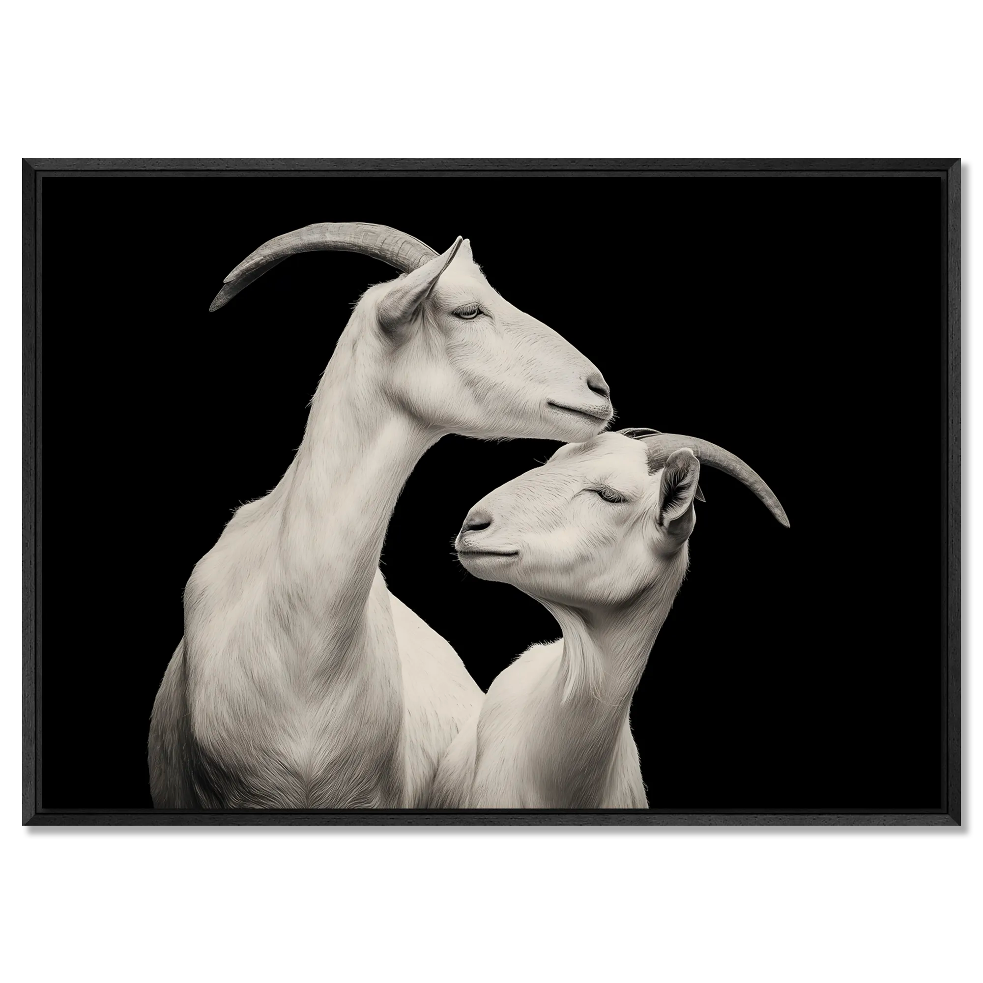 Elegance of goats - Alu-Dibond wall art featuring two alpine goats in a tender moment of connection.