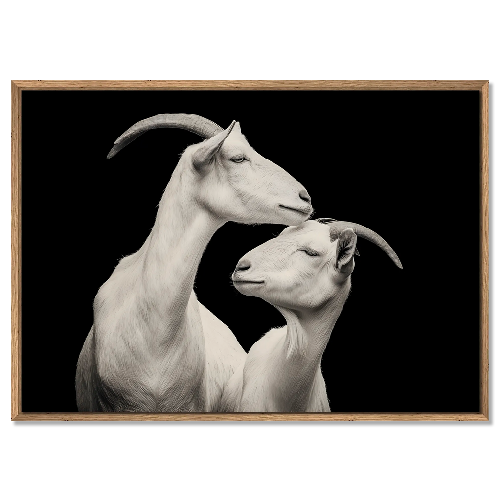 Elegance of goats - Alu-Dibond wall art featuring two alpine goats in a tender moment of affection.