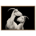 Elegance of goats - Alu-Dibond wall art featuring two alpine goats in a tender moment of affection.
