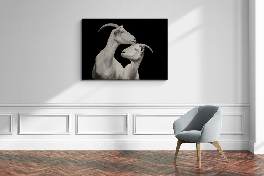 Elegance of goats - Alu-Dibond wall art depicting two alpine goats in a moment of affection, enhancing any interior decor.