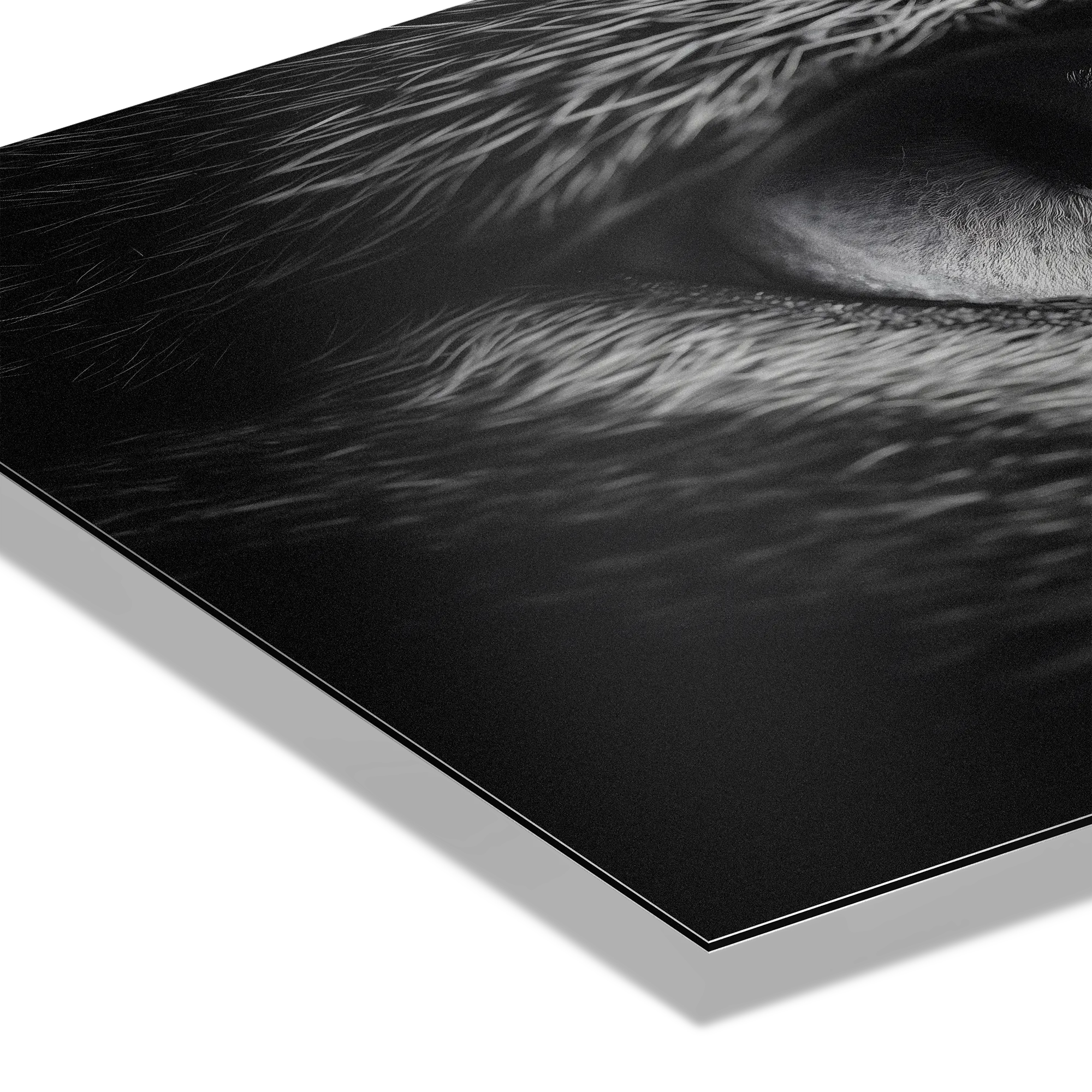 Close-up of the eye of a fox, capturing exceptional detail. Eye of a Fox – Alu-Dibond wall art.