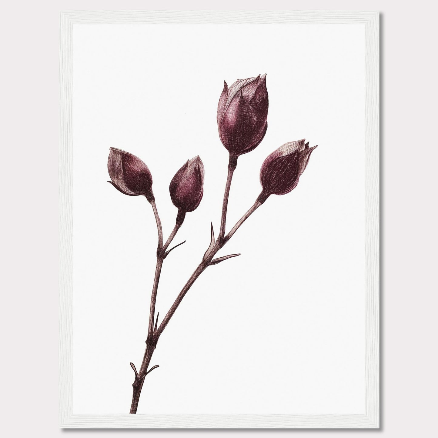 This image displays a minimalist botanical illustration of a plant with five closed flower buds, captured in a delicate and detailed manner. The artwork is framed in a simple black frame, accentuating the elegance of the drawing.